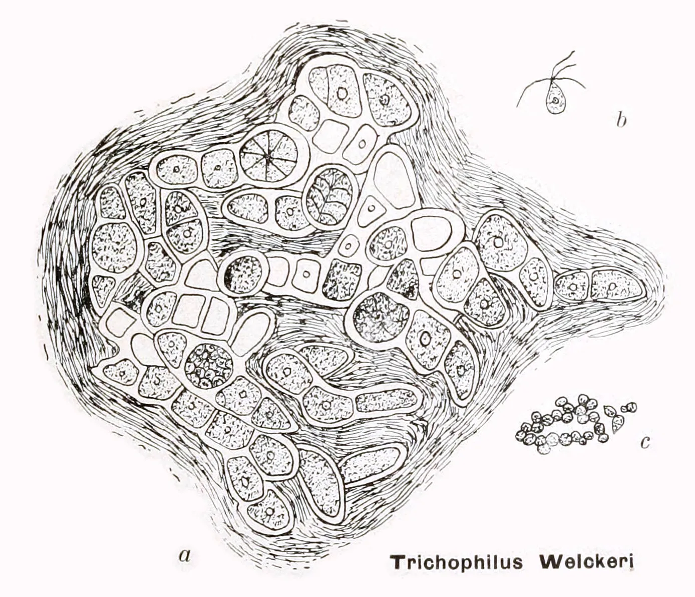 A 1911 botanical plate of Trichophilus welckeri, the green alga that lives in sloth fur