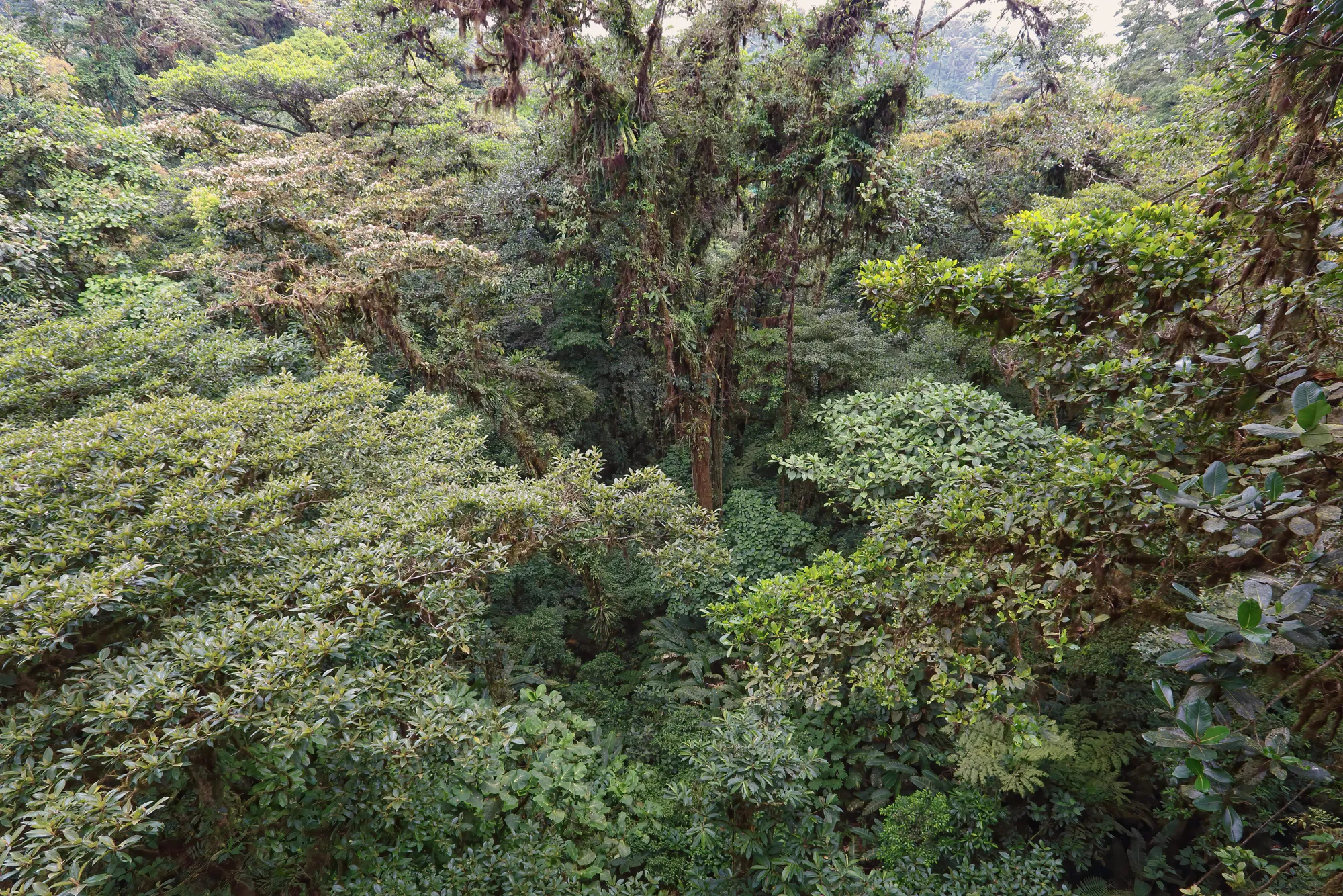 Dense rainforest canopy seen from a suspension bridge, Monteverde, Costa Rica