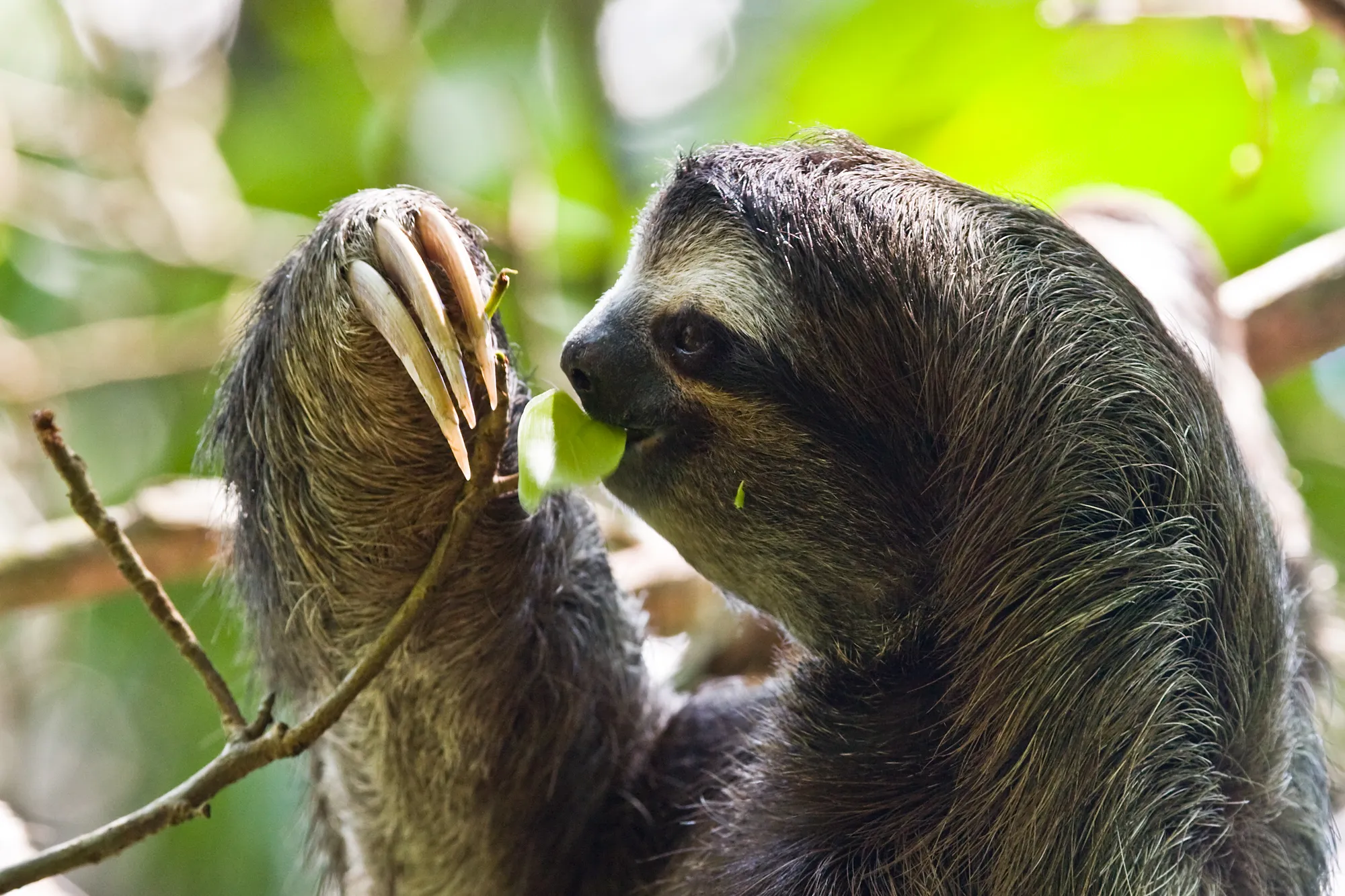 A three-toed sloth eating a leaf, its three long claws hooked over the branch in the foreground, Cahuita, Costa Rica
