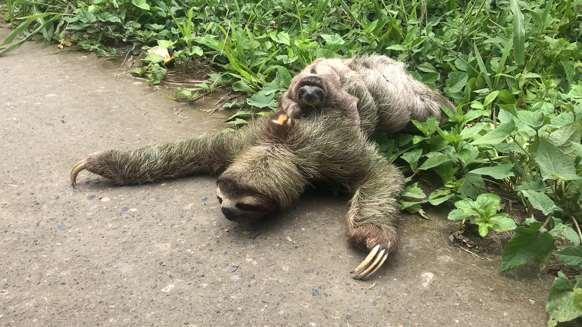 A mother sloth with a baby on her chest crawling across a paved road, claws splayed, Cahuita, Costa Rica