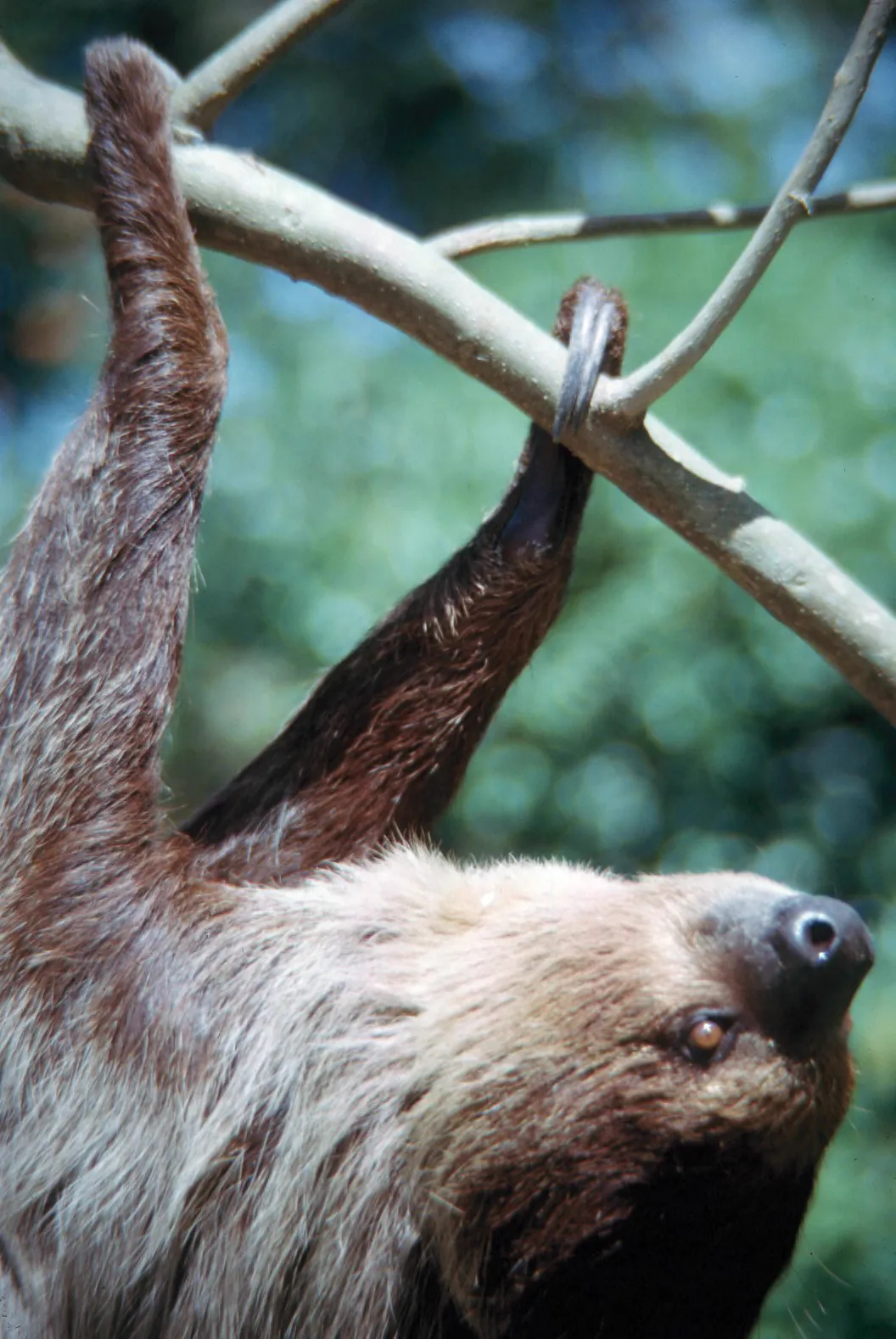 Close-up of a two-toed sloth's claws curled over a branch like hooks