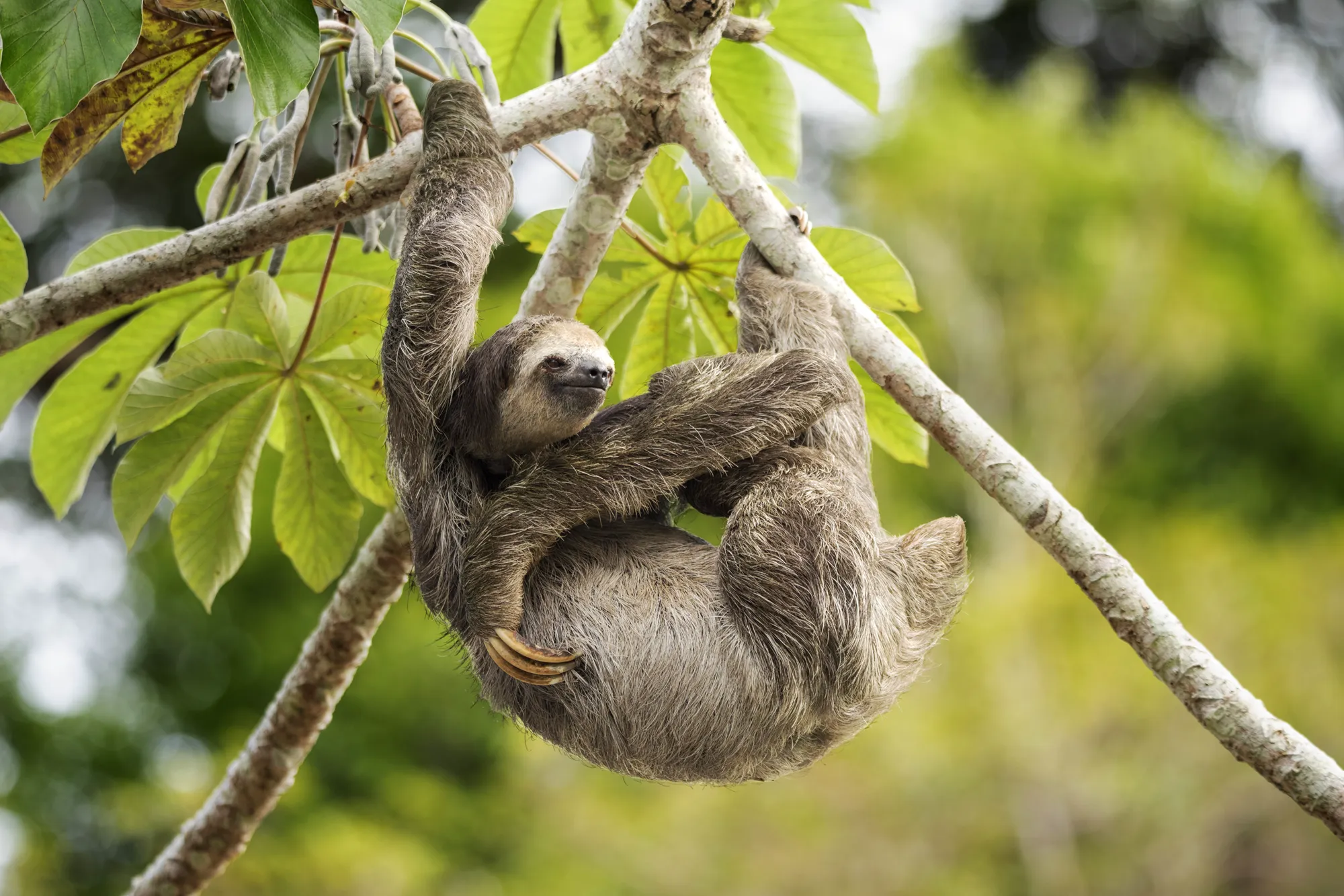 A pale-throated sloth hanging from a cecropia branch by one arm, claws hooked, near Manaus, Brazil