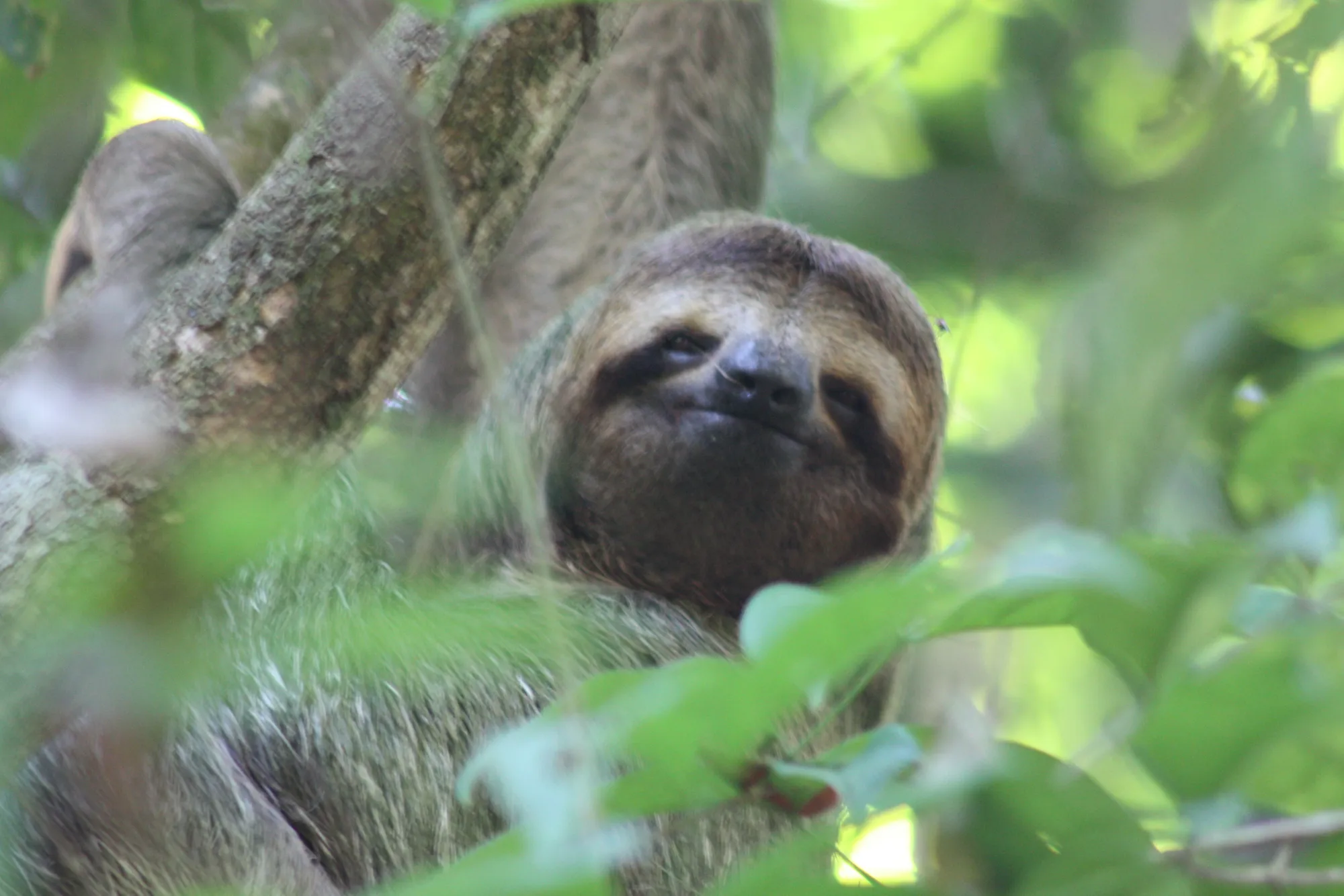 Close portrait of a female brown-throated three-toed sloth in a tree, Carara National Park, Costa Rica