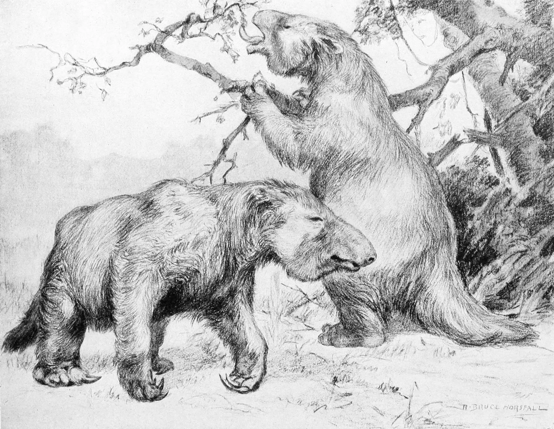 R. Bruce Horsfall's reconstruction painting of two Megatherium ground sloths browsing at a tree