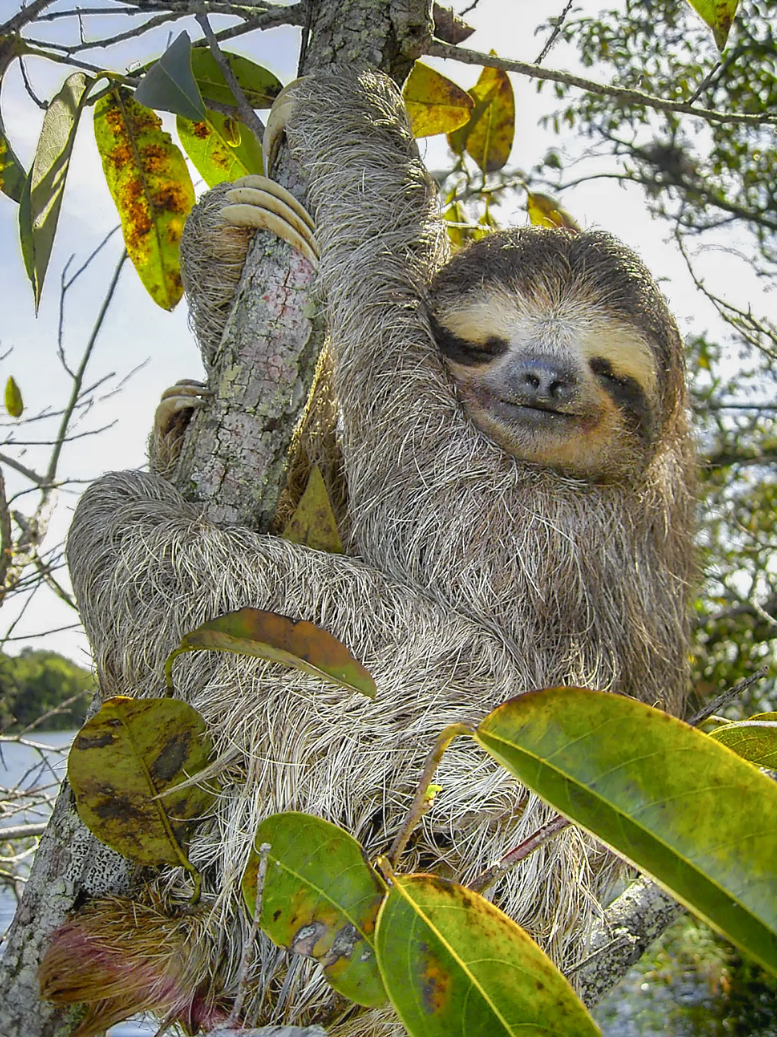 A brown-throated three-toed sloth clinging upright to a small tree, its fur tinted khaki-green, Lake Gatún, Panama