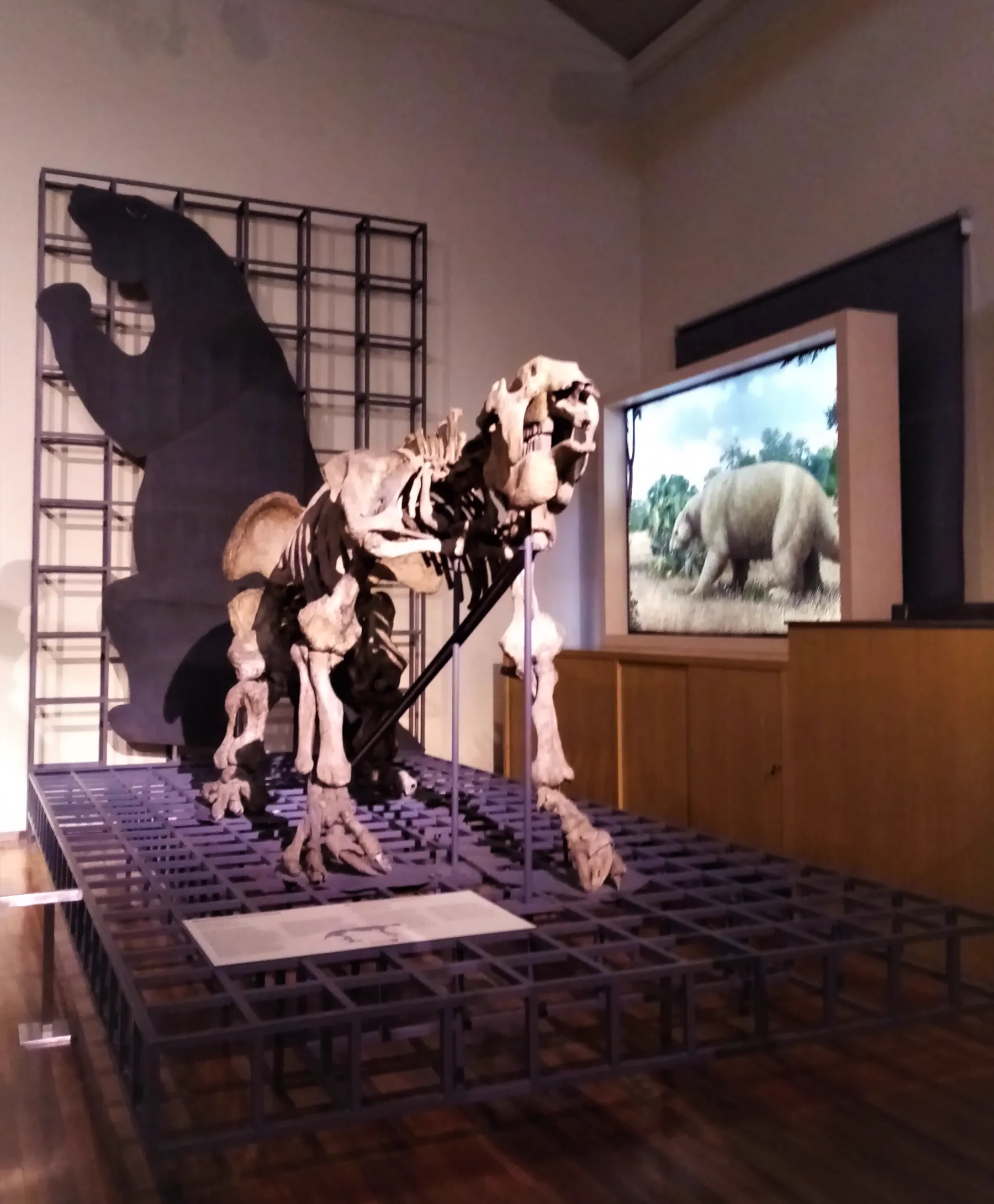 The Megatherium skeleton mounted by Juan Bautista Bru in 1788-89 at the Museo Nacional de Ciencias Naturales, Madrid — the first fossil skeleton ever mounted