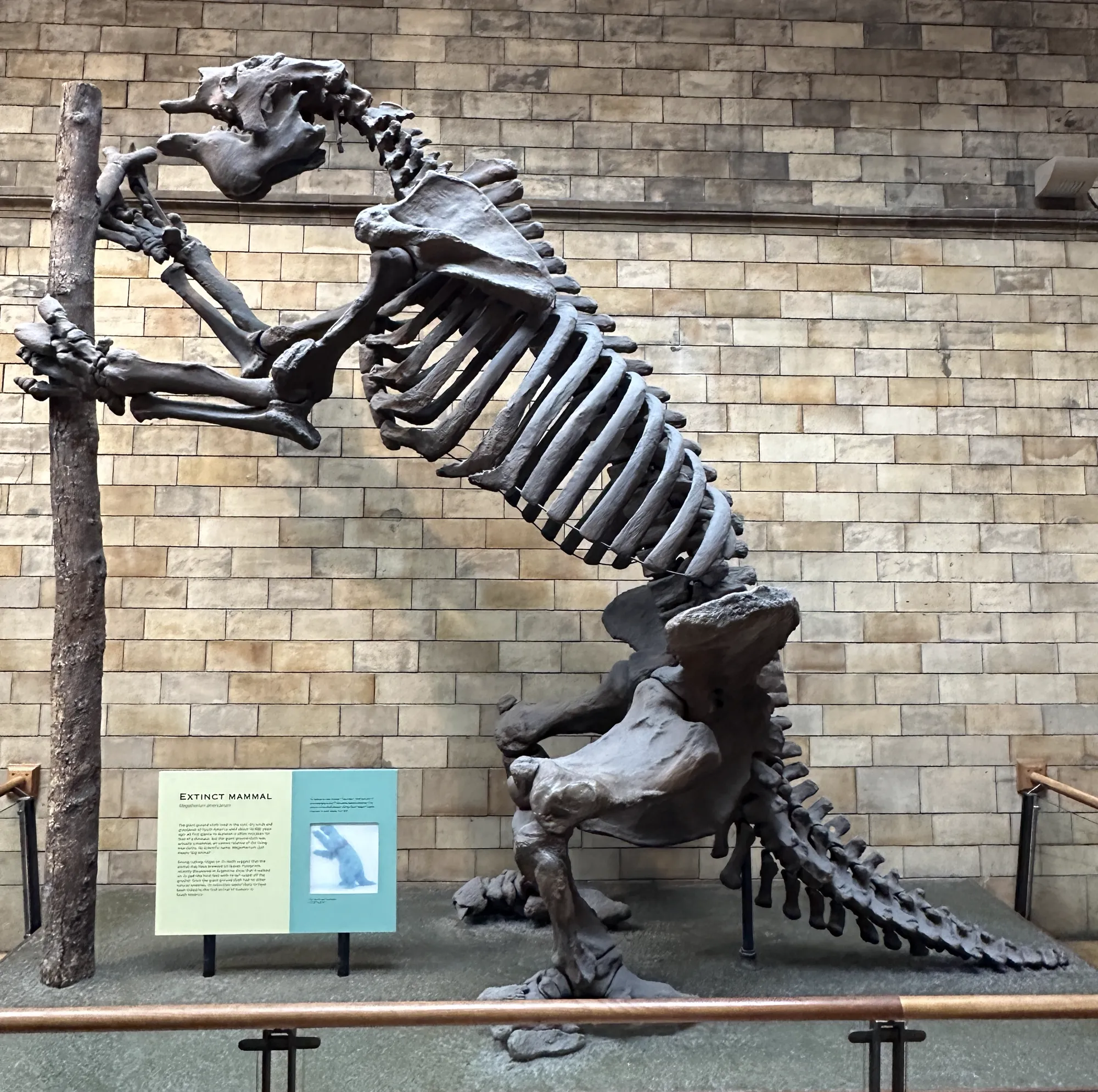A Megatherium americanum skeleton cast rearing on its hind legs against a tree trunk, Natural History Museum, London
