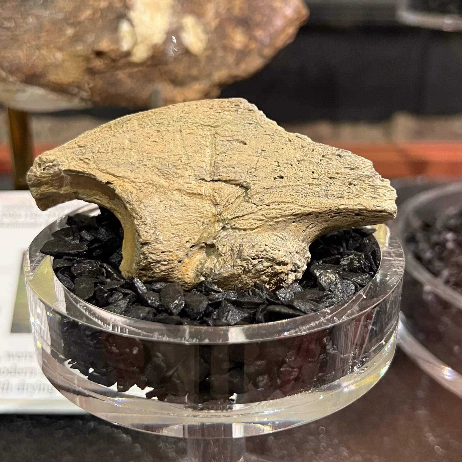 A fossil claw core of the ground sloth Megalonyx, about 7 million years old