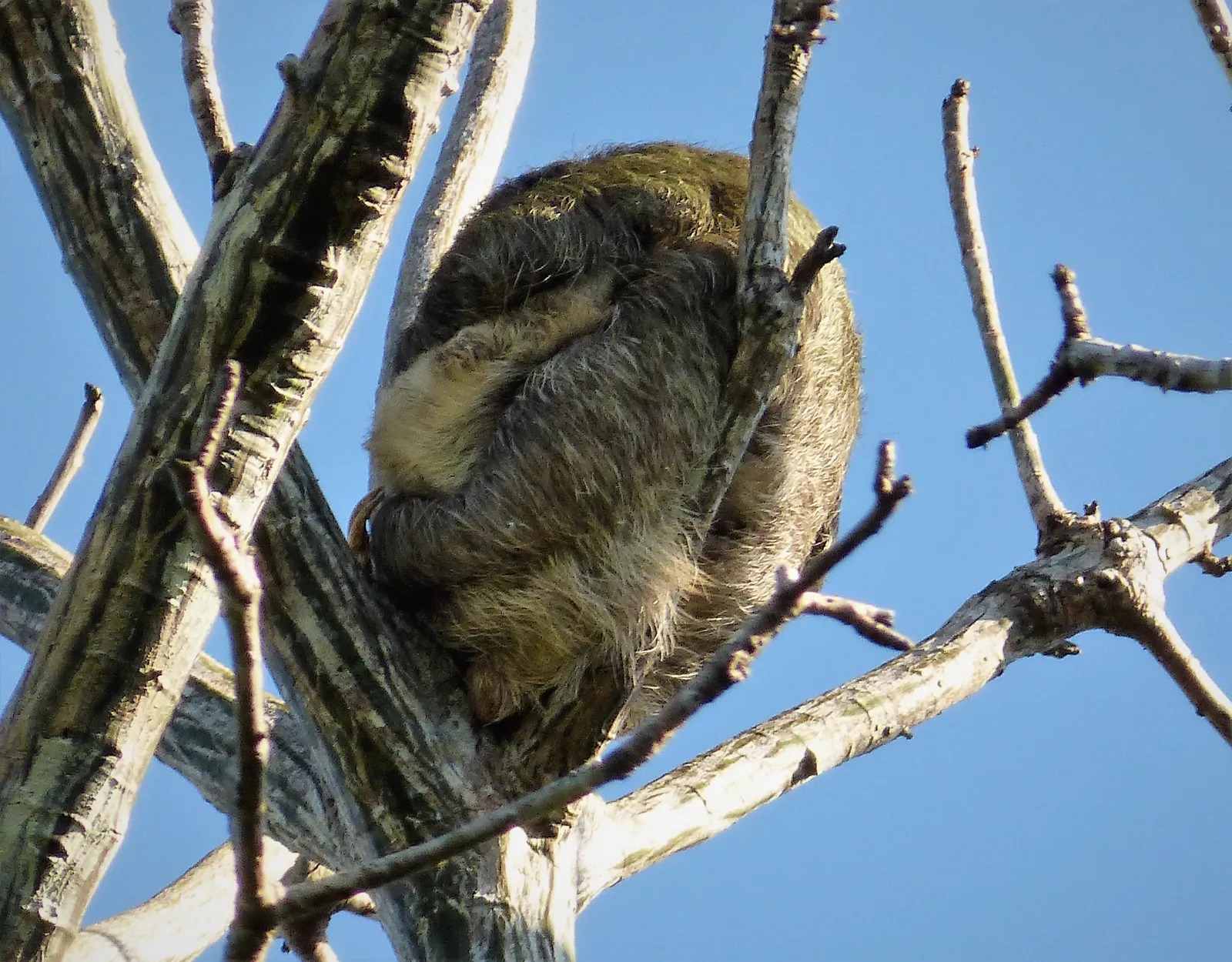 A wild sloth curled in a treetop with a baby on her chest, Metropolitan Nature Park, Panama City