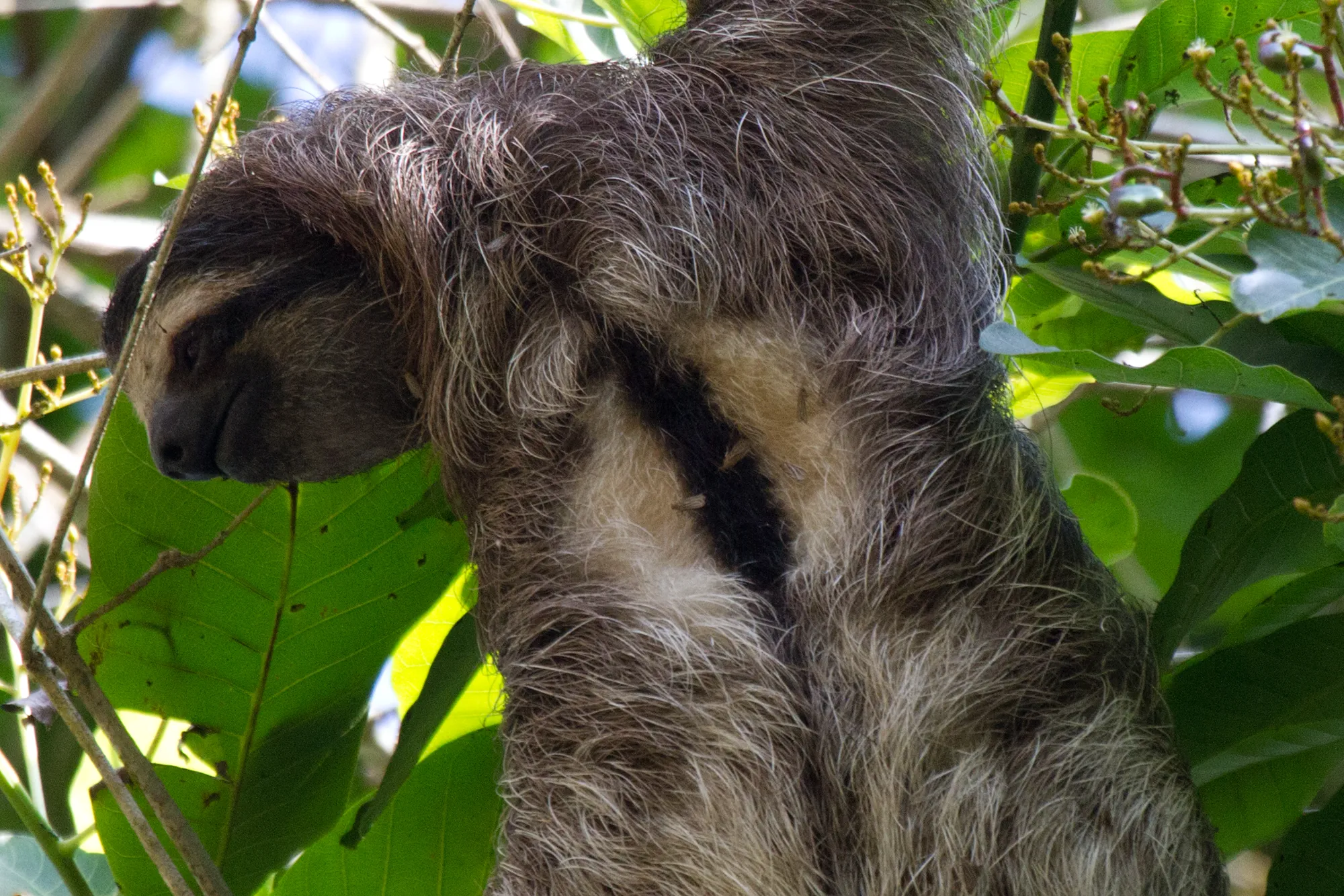 Slender sloth moths sitting in the dorsal fur of a wild brown-throated sloth, Panama