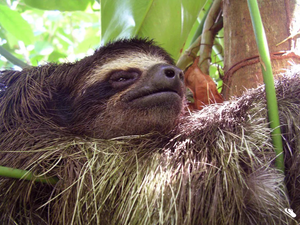 A pygmy three-toed sloth among leaves on Isla Escudo de Veraguas, Panama — the only license-safe photograph of the species