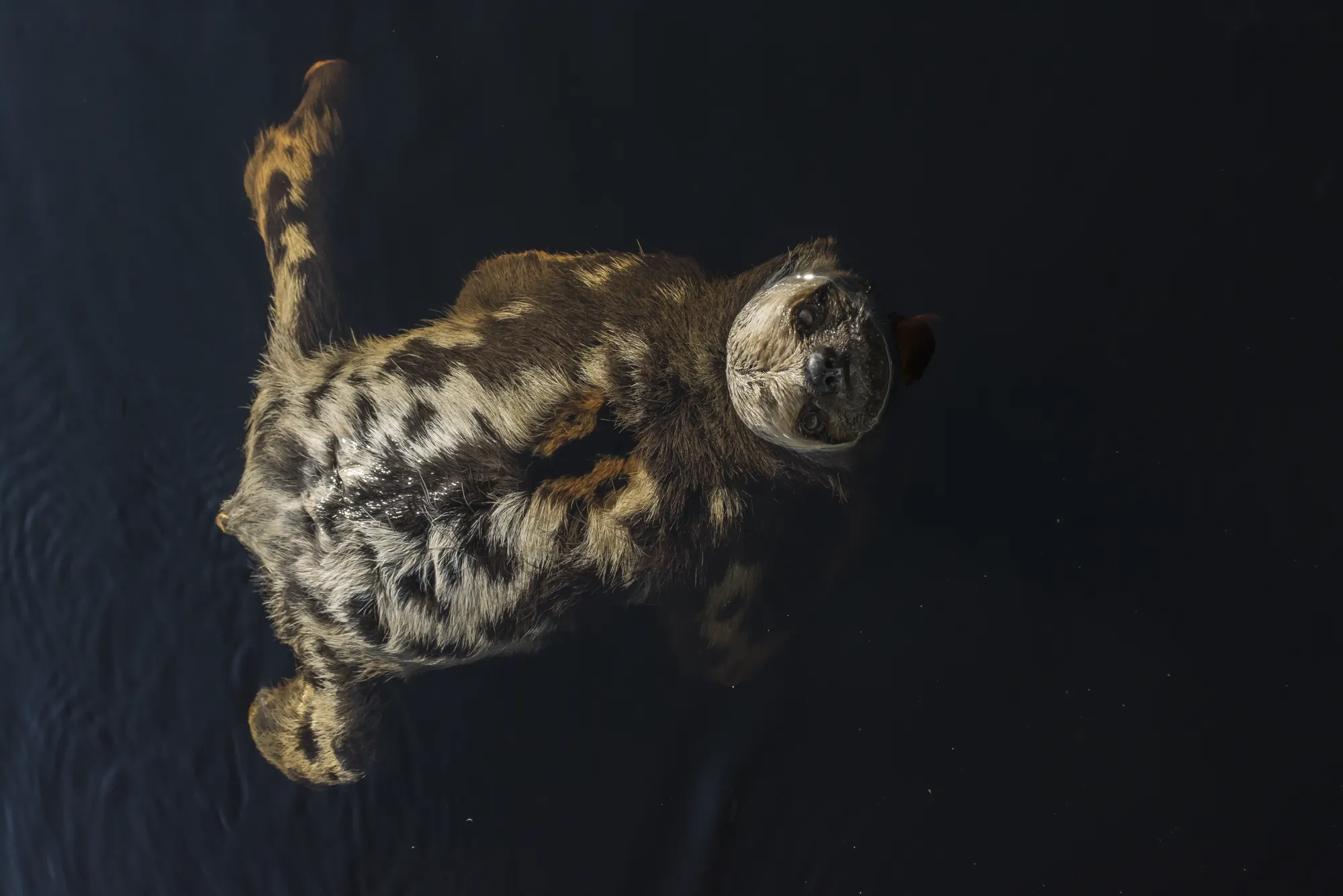 A sloth swimming across dark flood water, seen from above, Jaú National Park, Amazonas, Brazil