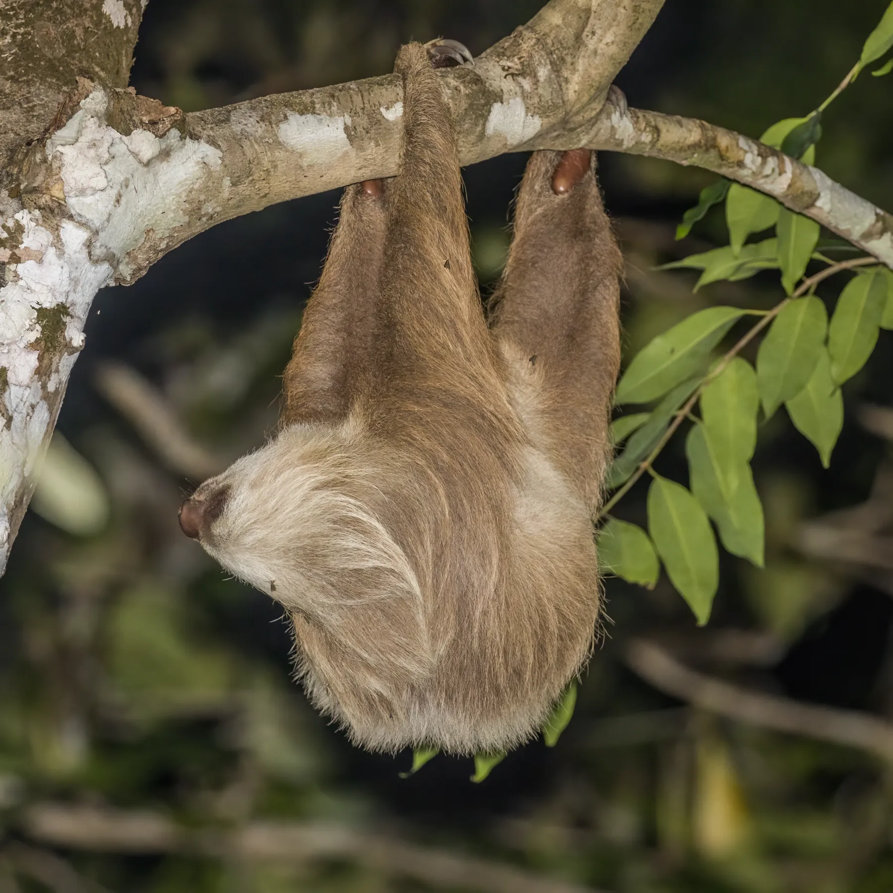 A Hoffmann's two-toed sloth hanging under a branch by its hooked claws, Gamboa, Panama
