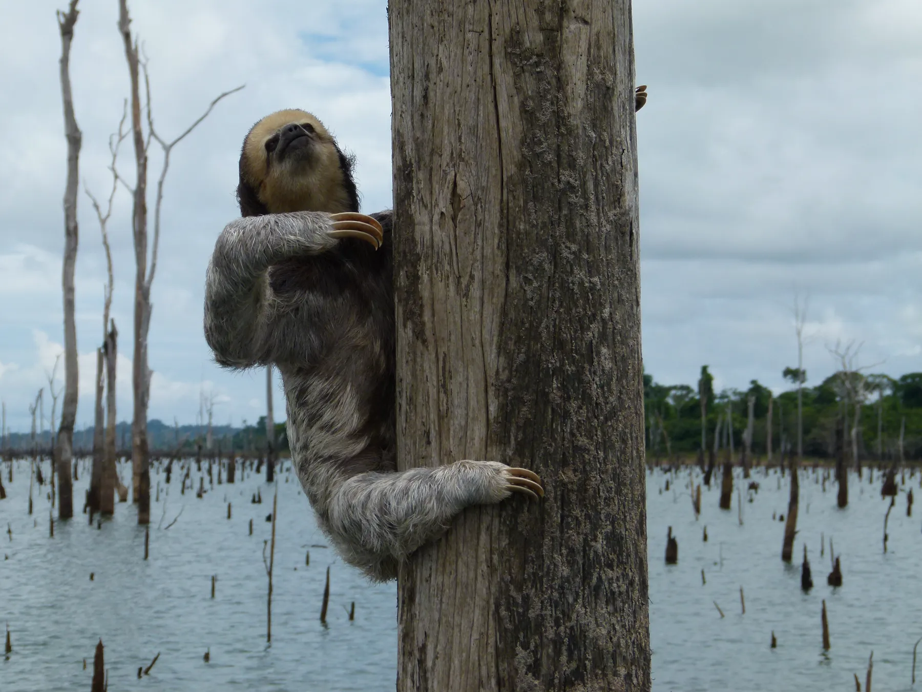 A pale-throated sloth climbing a bare dead trunk above the drowned forest of the Uatumã reservoir, Brazil